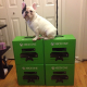 Illustration for article titled Look At These Dogs And Cats Confused By Xbox One